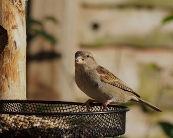 Close-up of eating bird perching on feeder with seed