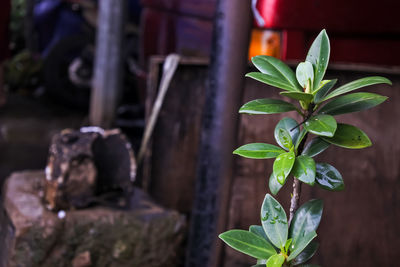 Close-up of plant