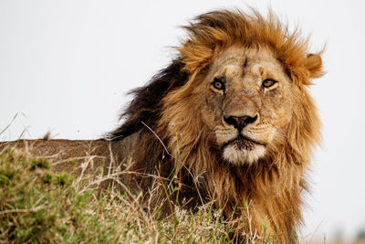 A regal lion, king of the savanna, taken in the masai mara national park in kenya