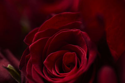 Close-up of red roses