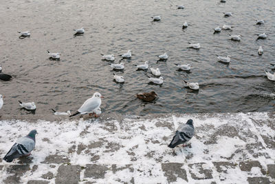 High angle view of seagulls on beach