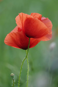 Close-up of red poppy flower