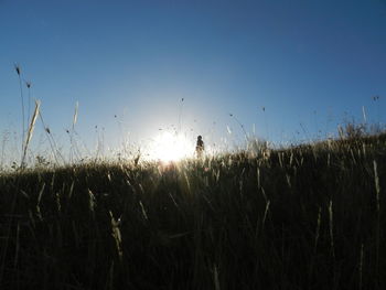 Wheat field against clear sky at sunset