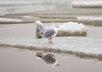 Close-up of seagull on beach