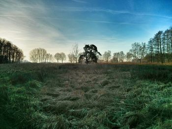 Bare trees on grassy field