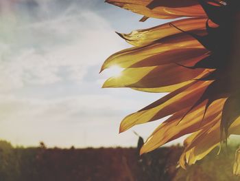 Low angle view of plant against sky