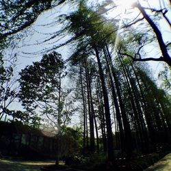 Low angle view of trees in forest against sky