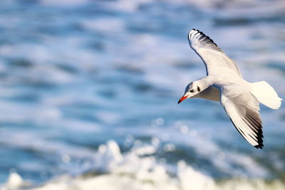 Seagull flying in the sea