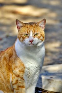 Red brown cat starring at camera