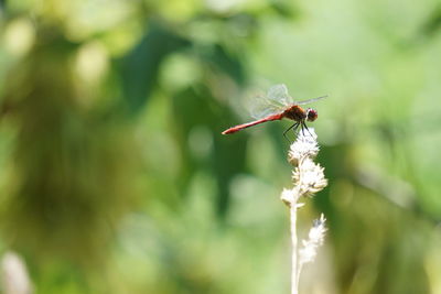 Close-up of insect on flower