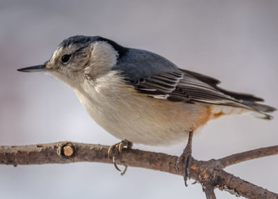 Close-up of bird perching outdoors