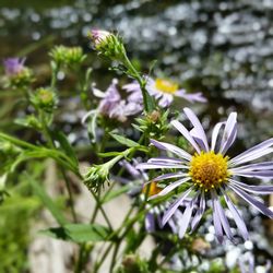 Close-up of flowers blooming outdoors