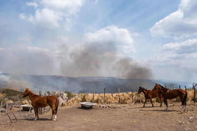 Horses on a field