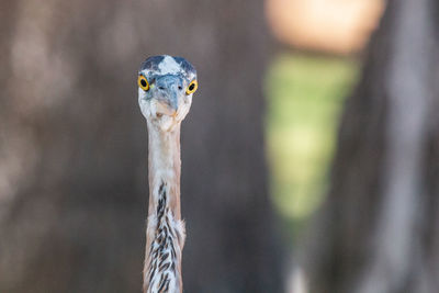 Close-up portrait of a great blue heron
