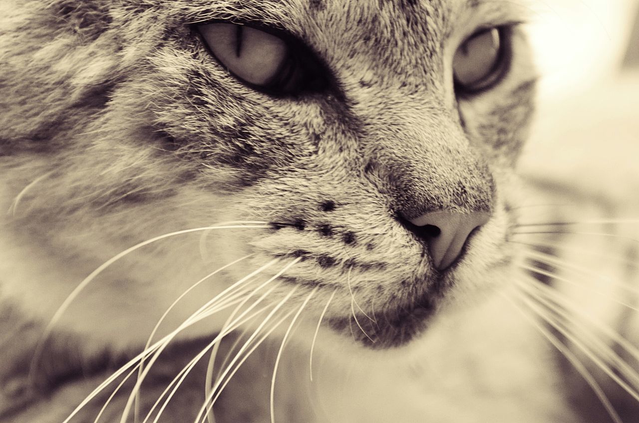 one animal, animal themes, domestic animals, mammal, pets, animal head, domestic cat, close-up, animal body part, whisker, cat, feline, animal eye, portrait, part of, snout, looking at camera, indoors, animal nose