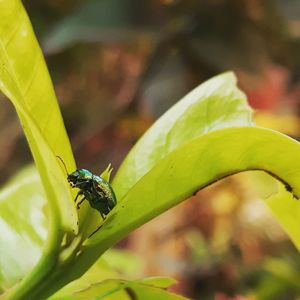 Close-up of fly on leaf