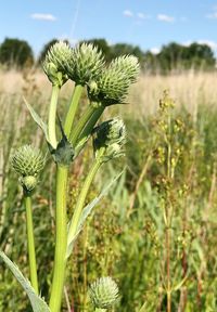 Close-up of thistle blooming on field against sky