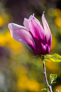 Close-up of pink flower