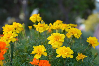 Close-up of yellow flowers