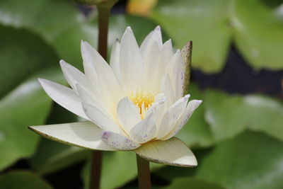 Close-up of white water lily