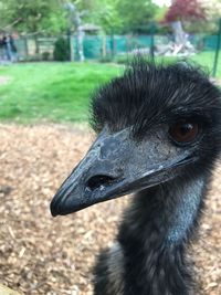 Close-up of bird