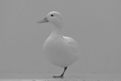 Close-up of seagull perching on a water