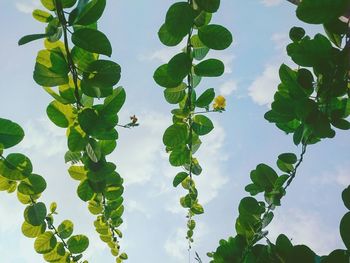 Low angle view of green leaves