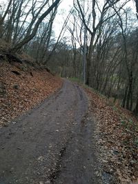 Road amidst bare trees in forest