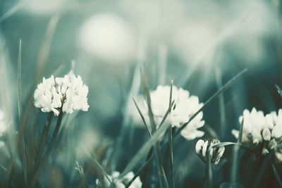 Close-up of white flowering plant