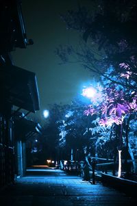 Trees in winter at night