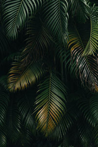 Full frame shot of palm tree leaves