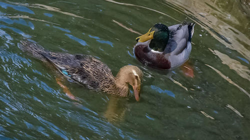 High angle view of duck swimming in lake