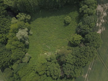 High angle view of trees in forest