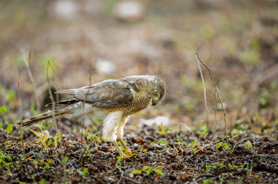 Close-up of a bird on field