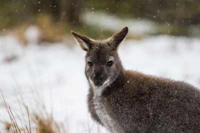 Portrait of an animal on field