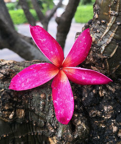 Close-up of wet pink flowering plant