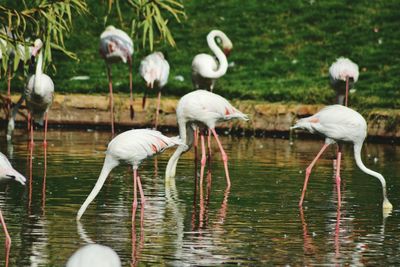 Flock of birds in lake