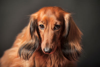 Close-up portrait of a dog over black background