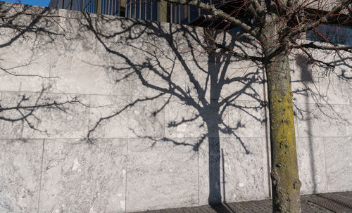 Bare tree against building in city