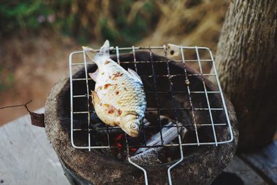 High angle view of fish on metal