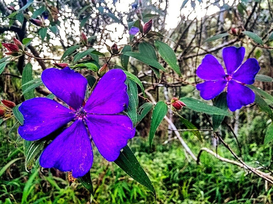 plant, flower, flowering plant, growth, beauty in nature, freshness, close-up, inflorescence, nature, focus on foreground, flower head, vulnerability, purple, petal, fragility, day, no people, blue, plant part, leaf, outdoors