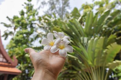 Close-up of hand holding white flower