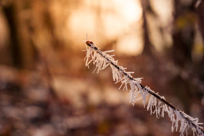 Close-up of frost on snow