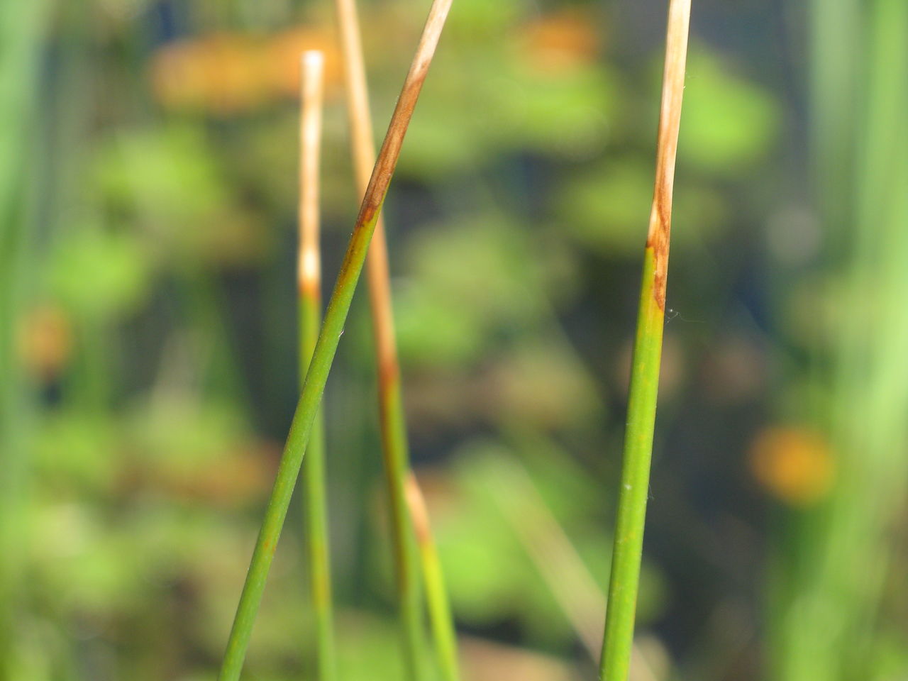 plant, growth, green, nature, grass, close-up, no people, focus on foreground, plant stem, beauty in nature, flower, day, land, leaf, field, outdoors, selective focus, blade of grass, meadow, macro photography, lawn, freshness, prairie, tranquility, sunlight, plant part, water, wet, environment
