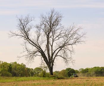 tree