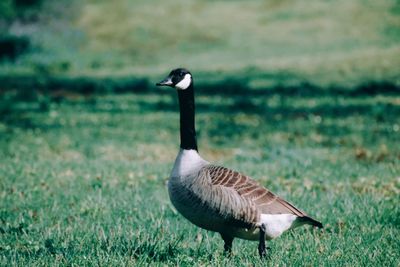 Canada geese on grassy field