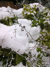 Snow covered landscape