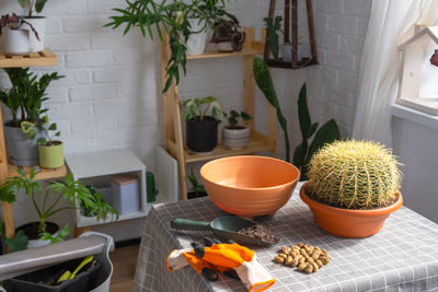 High angle view of potted plant on table