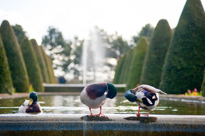 View of birds in the lake