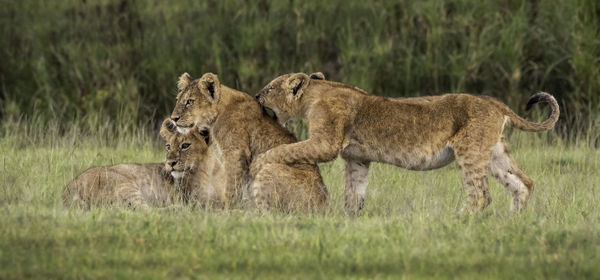 View of cats in the grass